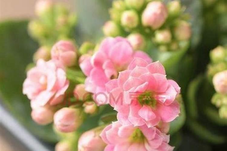 磷肥浇花的正确方法