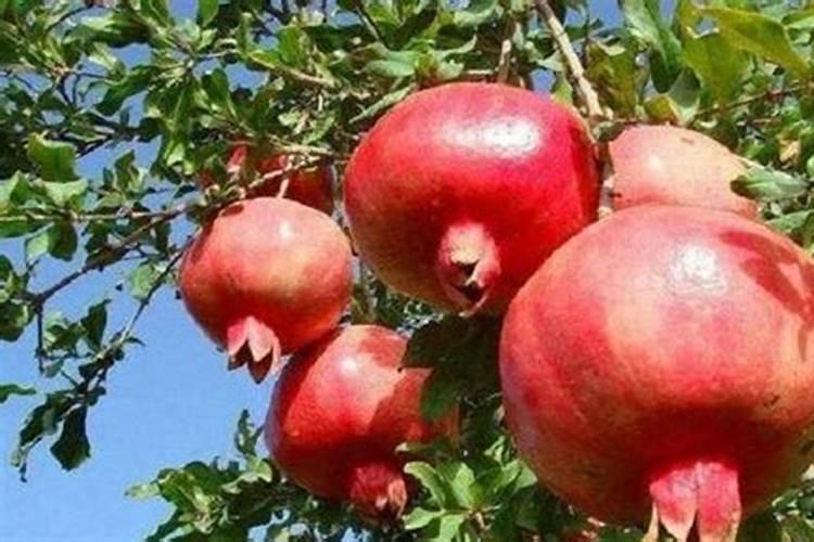 石榴挂果后施什么肥