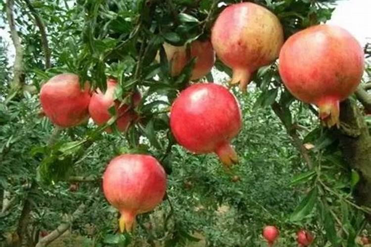 石榴如何保花保果 石榴怎么样好