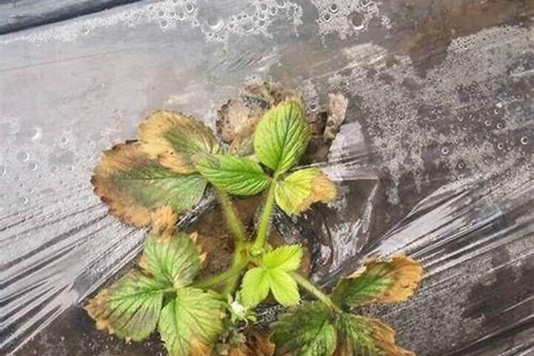 锌肥不能和什么混用叶面喷施