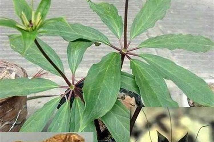 七叶莲的种植方法