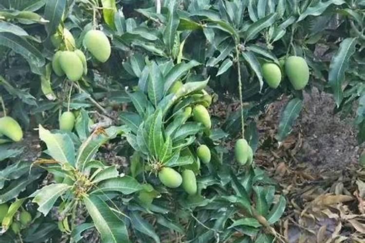 芒果树结果期怎样施肥