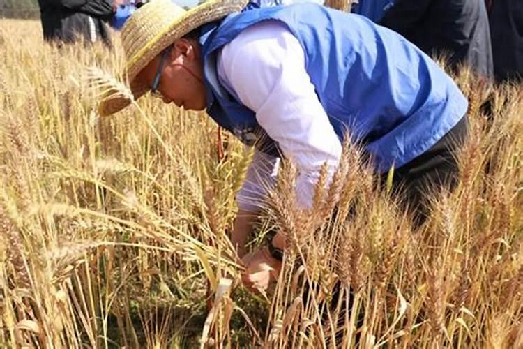 万吨粮叶面肥哪里有卖