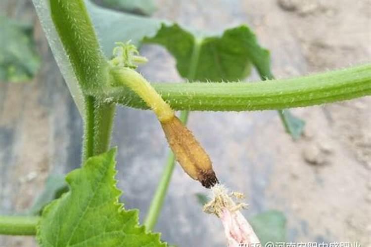 黄瓜座果期打什么叶面肥长的快？黄瓜保花保果使用的肥料？