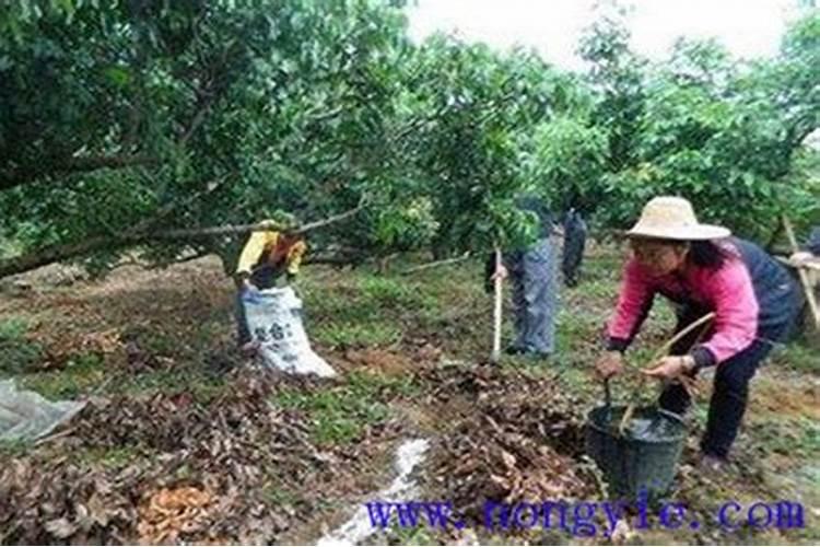 桃树落果用什么药防治？