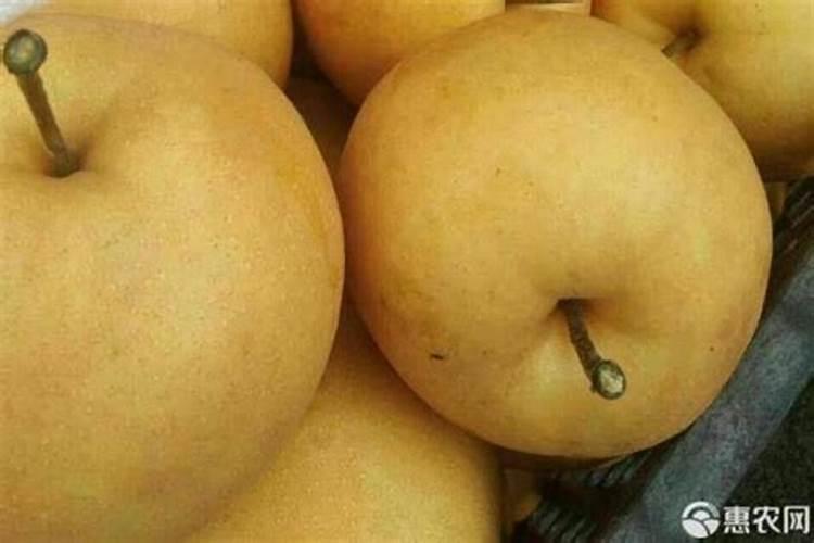 皇冠梨套袋后什么时间施肥好？