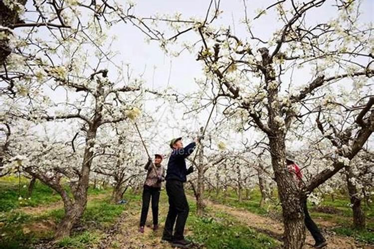 我家的黄冠梨树上了两次高钾肥到了六月底这次上什么肥料好？