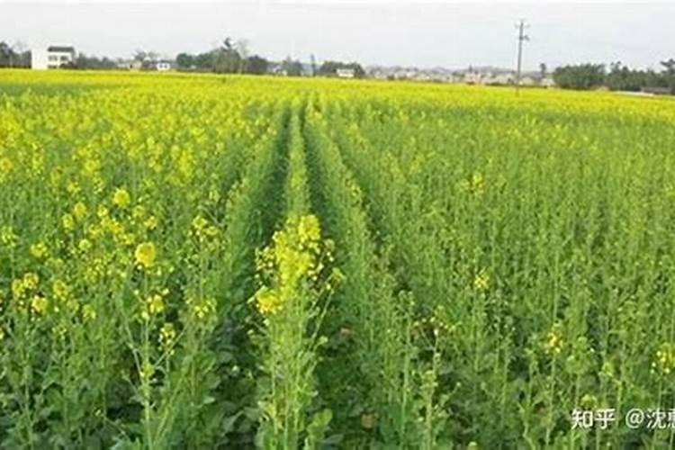 油菜如何喷施硼肥？油菜施硼肥注意事项？