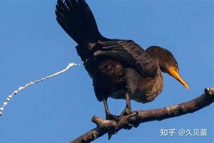 谈谈盆景怎么用肥