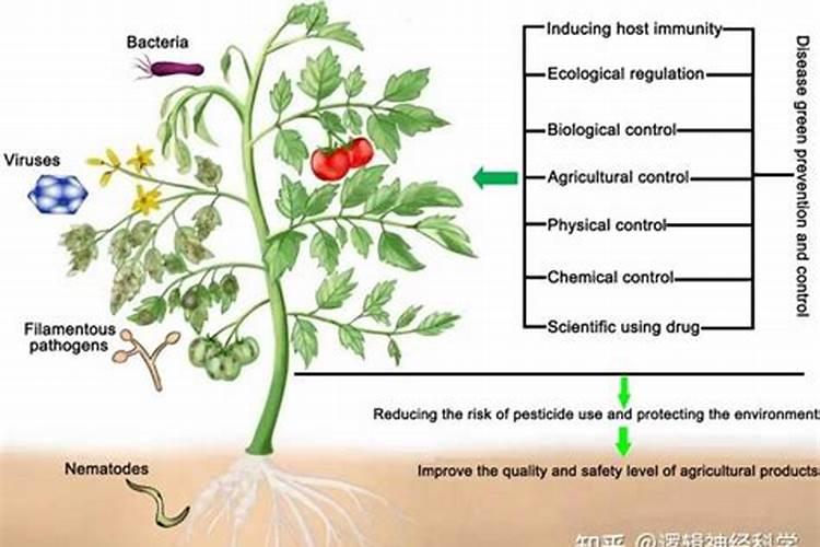 水稻锌肥用什么肥料