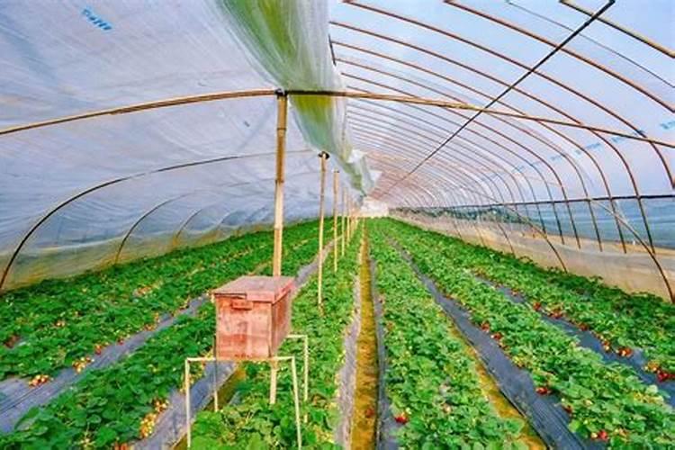 遇到倒春寒的时候,如何预防冷棚蔬菜低温障碍和冻害？