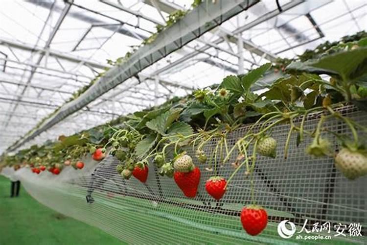 冷棚挖坑种葡萄还用在坑里用肥料吗？