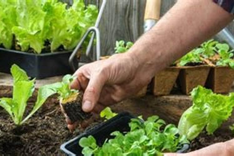 蔬菜浇什么肥料最好