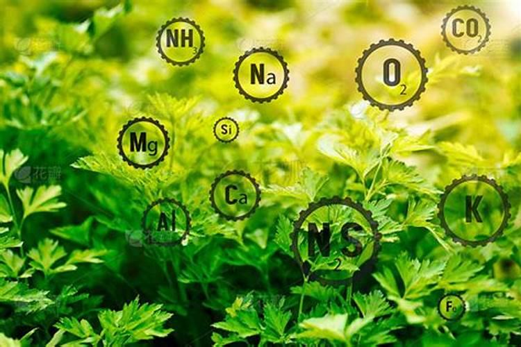 果树施硼肥怎么操作？果树施硼肥有什么用？