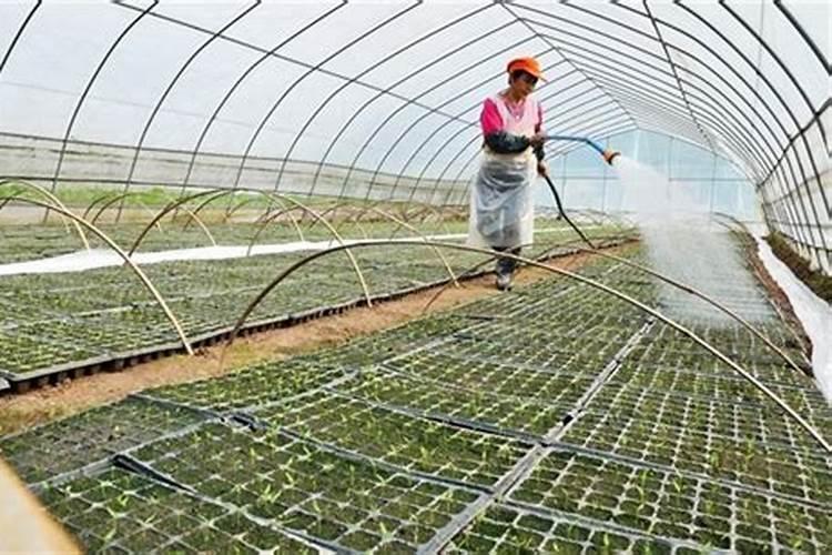 氮肥主要作用有哪些？如何提高氮肥利用率？