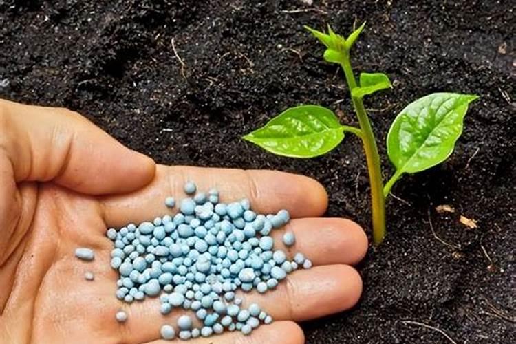 给花施肥用什么肥料