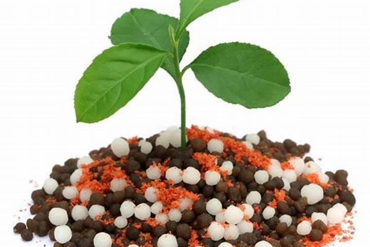 豌豆是忌氯作物吗