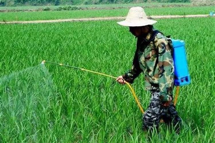 打了除草剂第二天能撒肥料吗