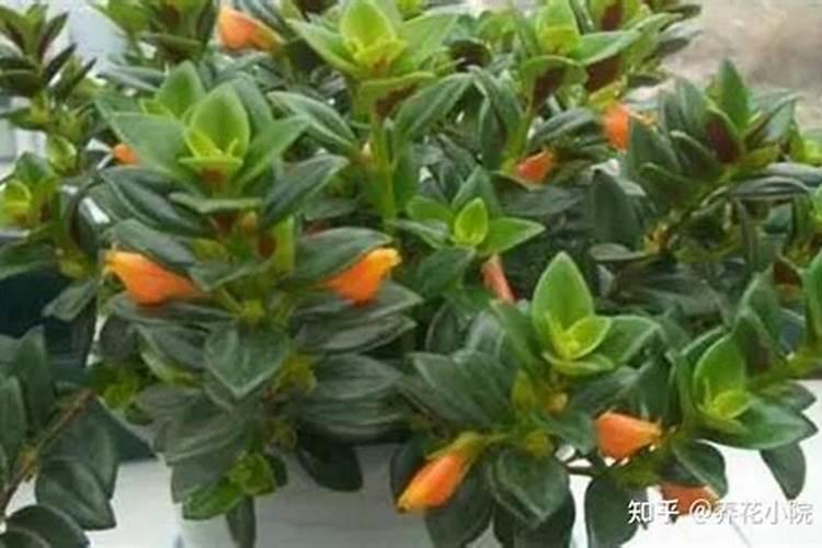 磷酸二氢钾可以浇吊兰吗