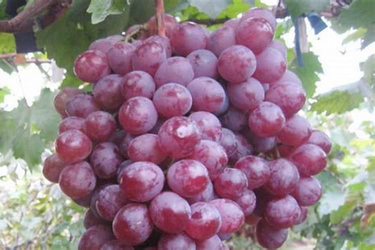 葡萄花期为什么不让浇水,开花的时候施什么肥