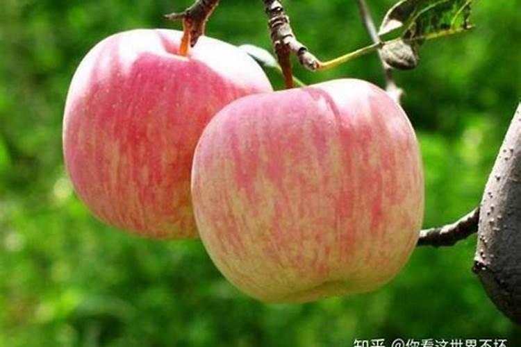 鱼蛋白肥料对苹果树有什么作用？