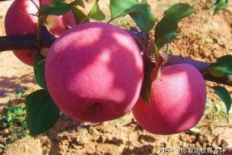 鱼蛋白在苹果树上什么时间使用