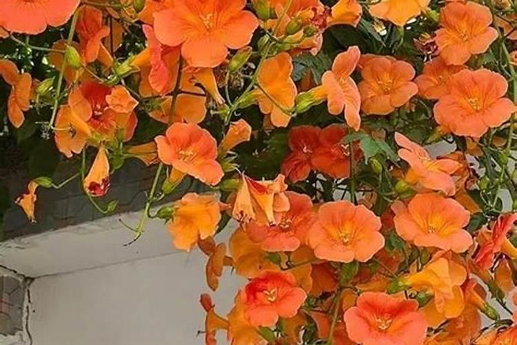 长寿花冬天怎么过冬,可以上肥吗