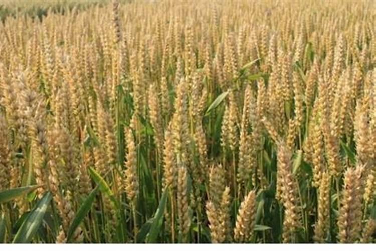 硝基复合肥适合旱田作物吗？