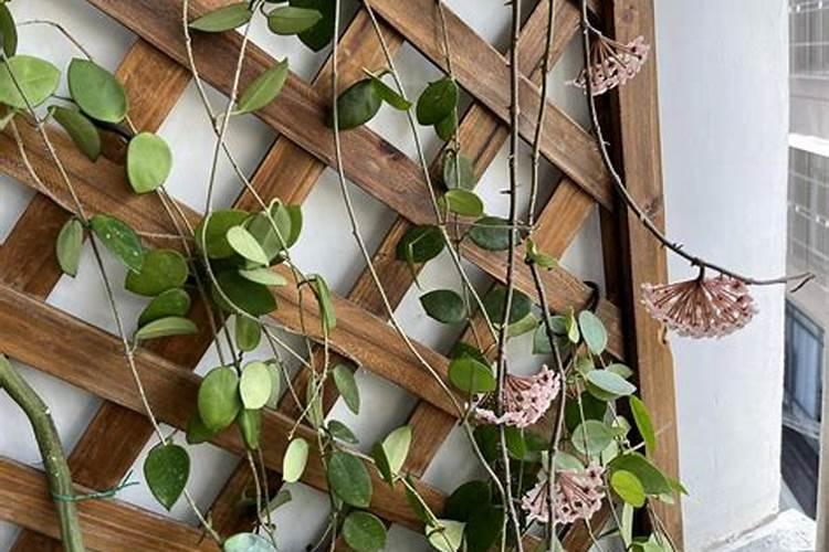 球兰用什么肥料最好