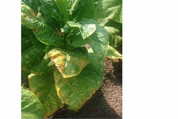 玉米水溶肥的使用方法