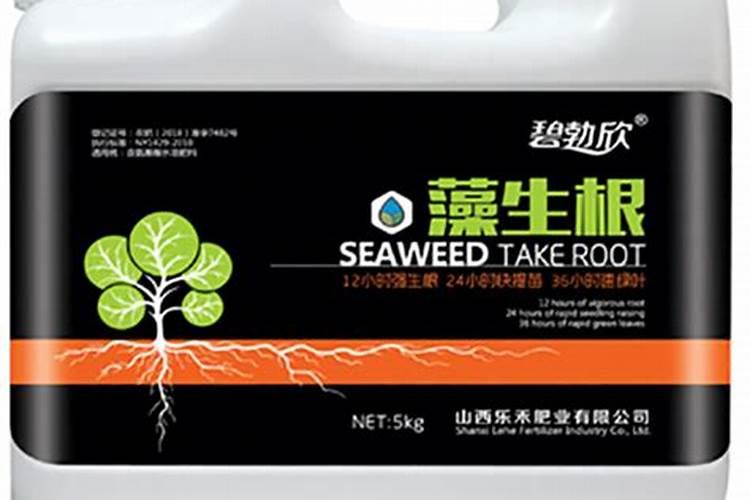 月季施什么肥最旺盛最好