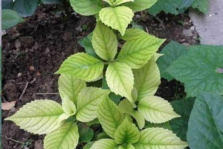 绣球叶子发黄怎么办？