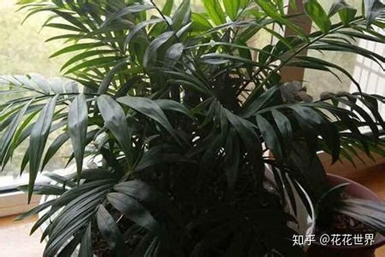 袖珍椰子一棵怎么长出许多棵