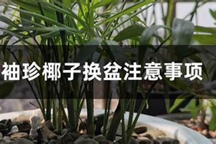 袖珍椰子怎么施肥