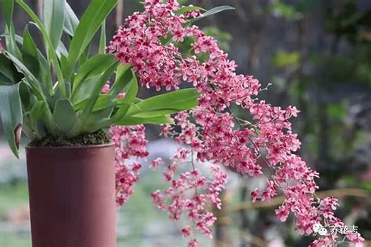 兰花什么时候施氮磷钾？