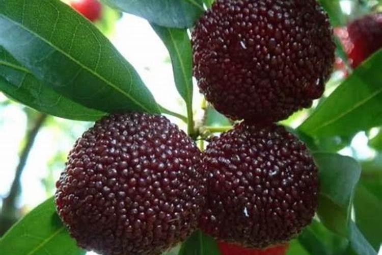 怎样给叶子喷钙