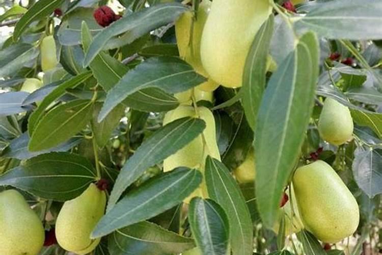 枣树开花结果初期施什么肥