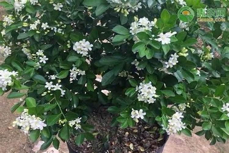 九里香用什么肥料