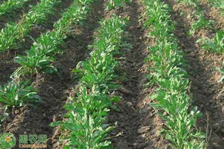 板蓝根种植技术是什么