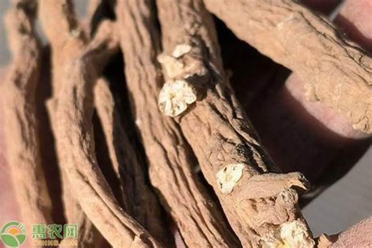 请问老师,板蓝根如何大面积种植管理？