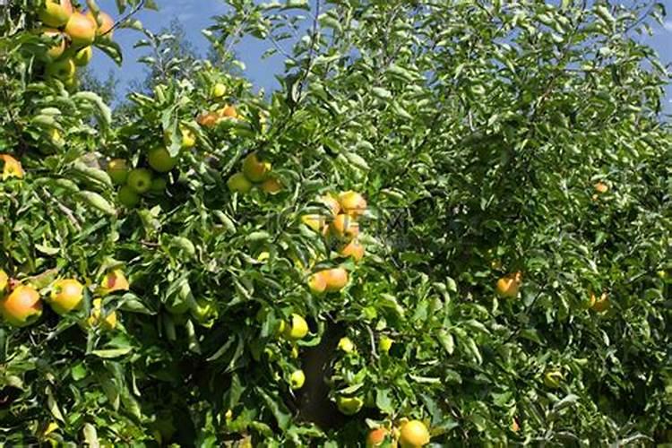 大蒜打什么药才粗壮,大蒜种植方法
