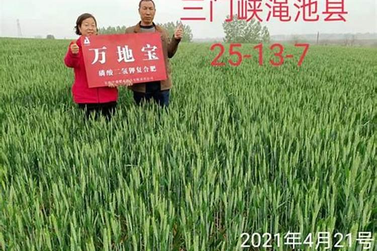 人的粪便可以做肥料吗