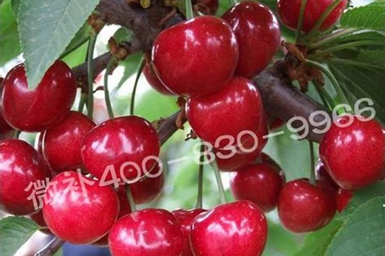 老师种小麦用什么肥料做底肥好？