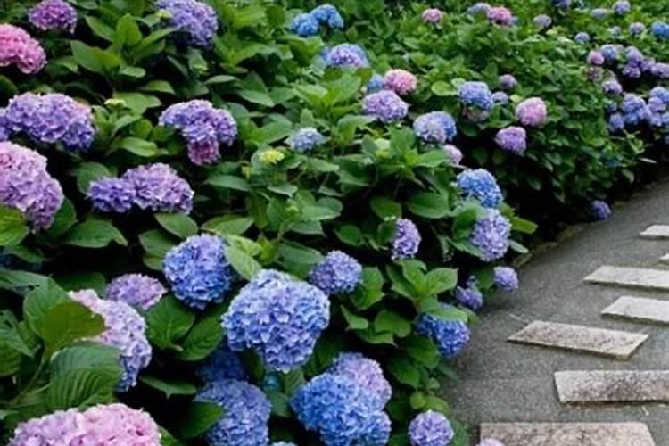 绣球花施什么肥