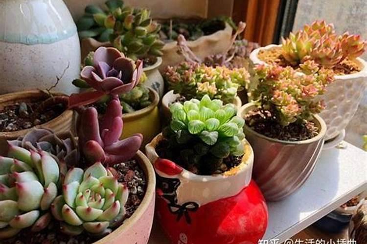 磷肥可以兑水浇花吗 磷肥对花卉的作用是什么