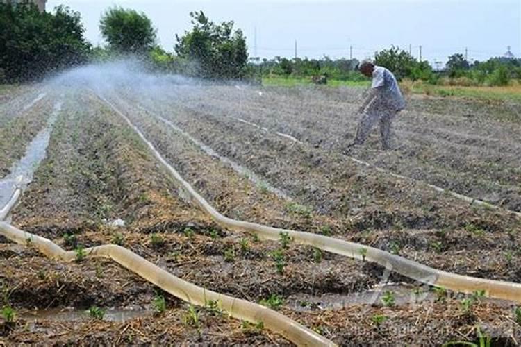 立秋红暑还用冲肥吗