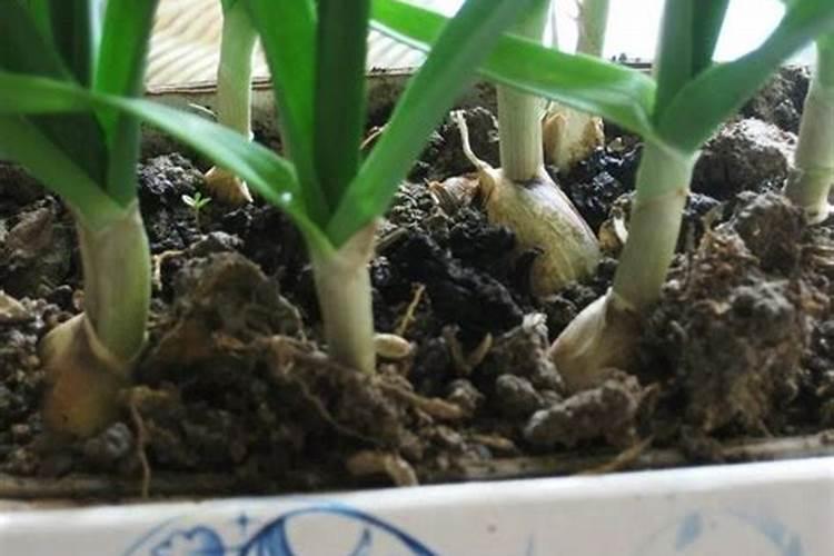 大蒜的水肥管理方法是什么？