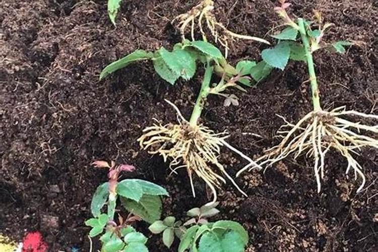 液态施肥罐车沼液还田建设高标准畜禽粪污资源化利用