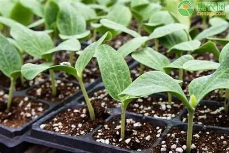 大葱立秋后怎么进行肥水管理