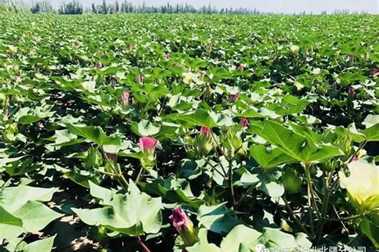 ...磷肥、钾肥的方法有 ①看外观.氮肥、钾肥都是白色晶体;磷肥是灰白色...